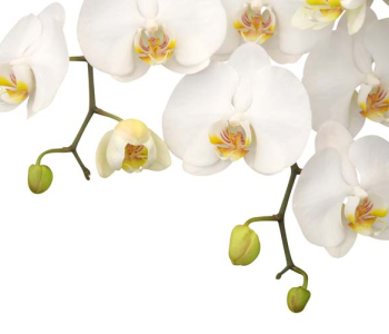 Цветы и растения - 91 | Wall-Style