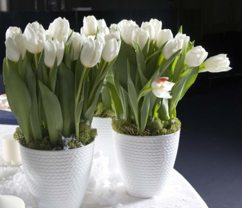 Цветы и растения - 61 | Wall-Style