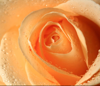 Цветы и растения - 157 | Wall-Style