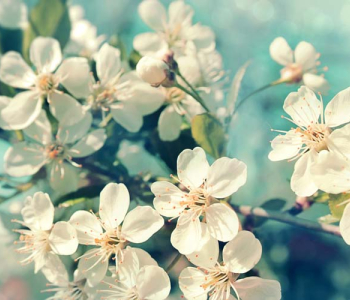 Цветы и растения - 13 | Wall-Style