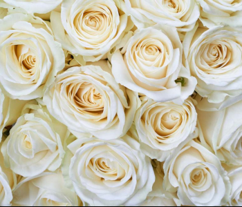 Цветы и растения - 155 | Wall-Style