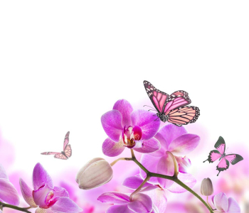 Цветы и растения - 214 | Wall-Style