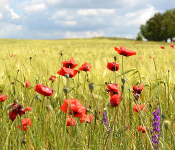 Цветы и растения - 34 | Wall-Style