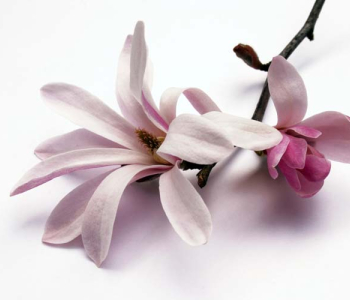 Цветы и растения - 127 | Wall-Style