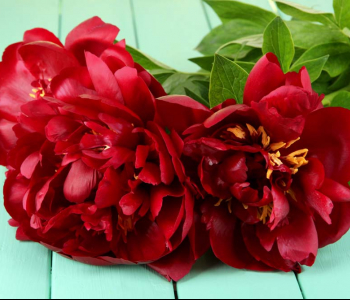 Цветы и растения - 206 | Wall-Style