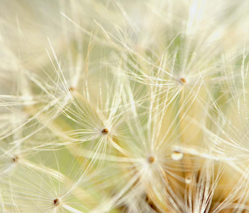 Цветы и растения - 37 | Wall-Style