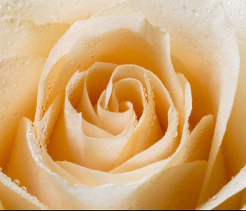 Цветы и растения - 166 | Wall-Style