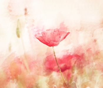 Цветы и растения - 10 | Wall-Style