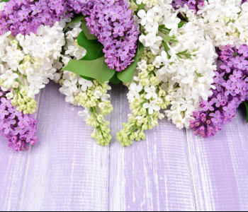 Цветы и растения - 9 | Wall-Style