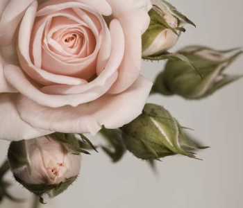 Цветы и растения - 67 | Wall-Style