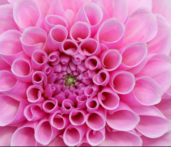 Цветы и растения - 18 | Wall-Style