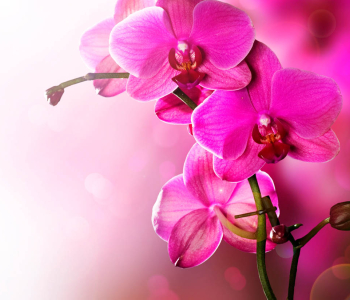 Цветы и растения - 192 | Wall-Style