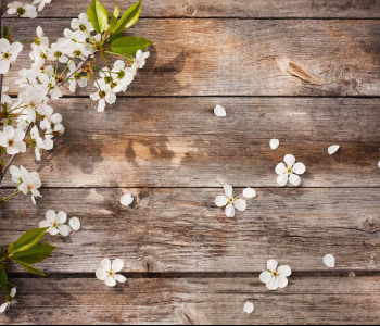 Цветы и растения - 56 | Wall-Style