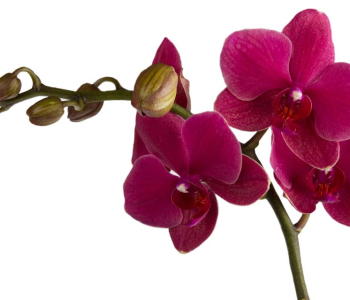 Цветы и растения - 117 | Wall-Style