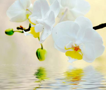 Цветы и растения - 70 | Wall-Style