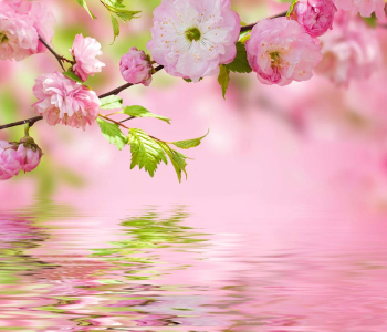 Цветы и растения - 66 | Wall-Style