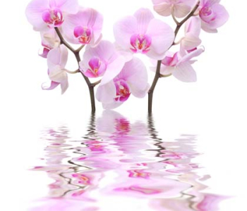 Цветы и растения - 93 | Wall-Style