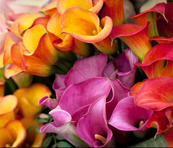 Цветы и растения - 61 | Wall-Style