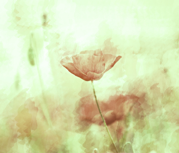 Цветы и растения - 21 | Wall-Style