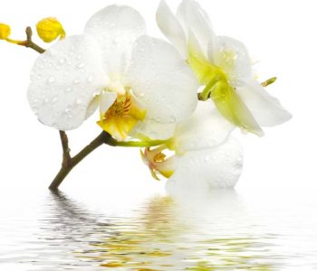 Цветы и растения - 82 | Wall-Style