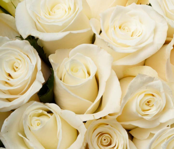 Цветы и растения - 197 | Wall-Style