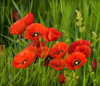 Цветы и растения - 33 | Wall-Style