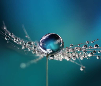 Цветы и растения - 12 | Wall-Style