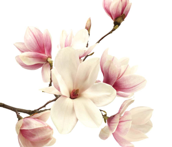 Цветы и растения - 100 | Wall-Style