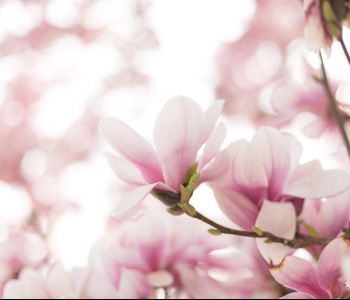 Цветы и растения - 22 | Wall-Style