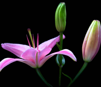 Цветы и растения - 63 | Wall-Style