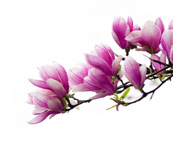 Цветы и растения - 21 | Wall-Style