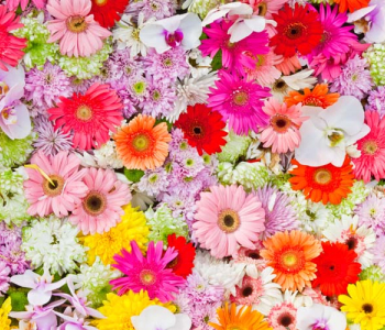 Цветы и растения - 91 | Wall-Style