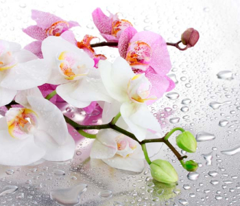 Цветы и растения - 167 | Wall-Style