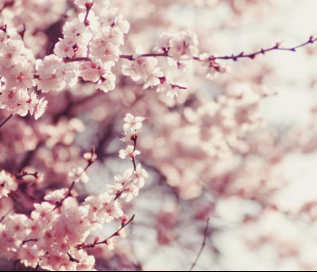 Цветы и растения - 59 | Wall-Style