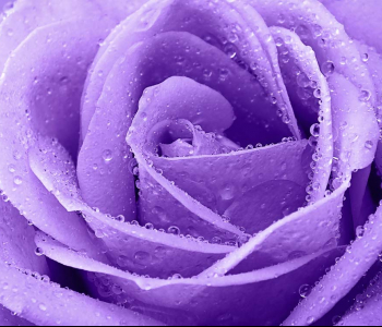 Цветы и растения - 74 | Wall-Style