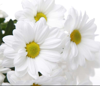 Цветы и растения - 18 | Wall-Style