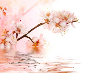 Цветы и растения - 100 | Wall-Style