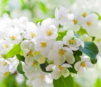 Цветы и растения - 22 | Wall-Style