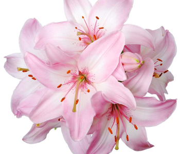 Цветы и растения - 74 | Wall-Style