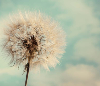 Цветы и растения - 100 | Wall-Style