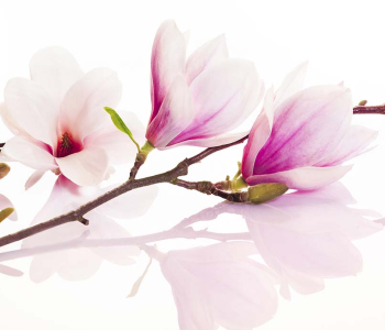 Цветы и растения - 85 | Wall-Style