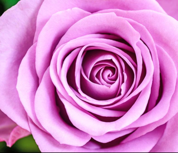 Цветы и растения - 213 | Wall-Style