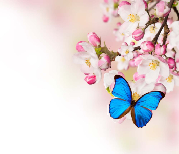 Цветы и растения - 58 | Wall-Style