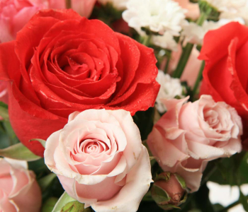 Цветы и растения - 150 | Wall-Style