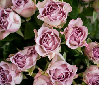 Цветы и растения - 11 | Wall-Style