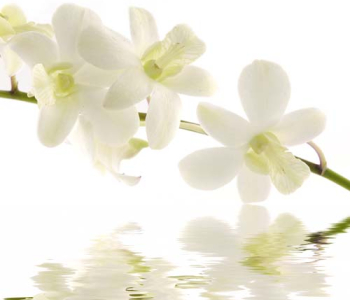 Цветы и растения - 101 | Wall-Style