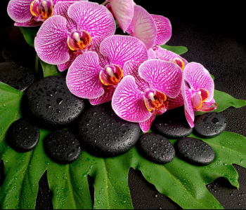 Цветы и растения - 134 | Wall-Style