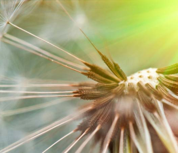 Цветы и растения - 93 | Wall-Style