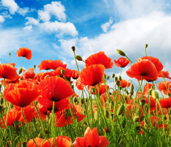 Цветы и растения - 16 | Wall-Style