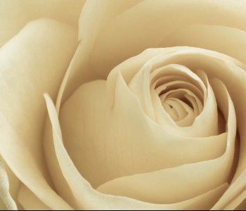 Цветы и растения - 134 | Wall-Style